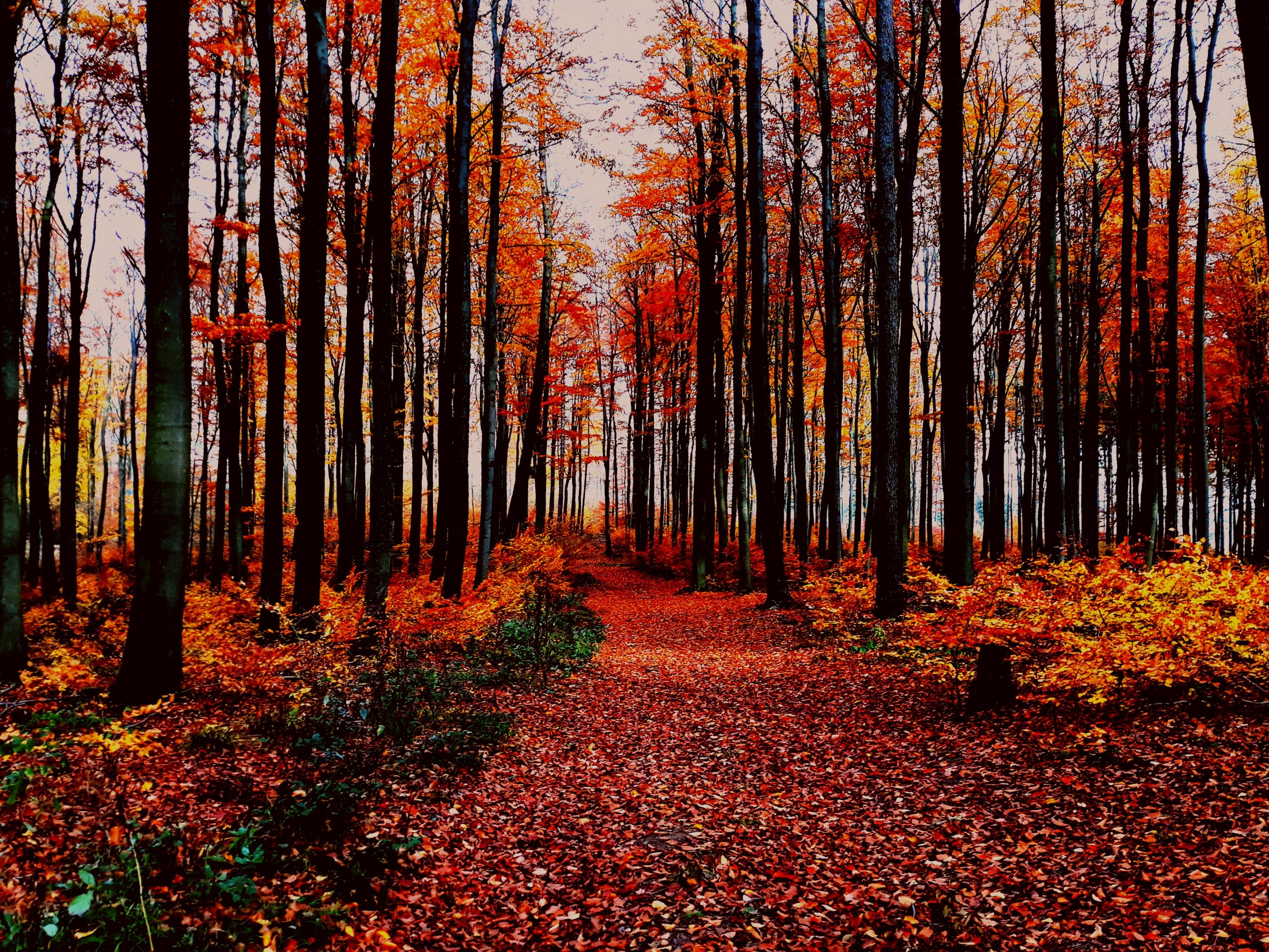 Read more about the article SZ: Sieger des Herbst-Wettbewerbs